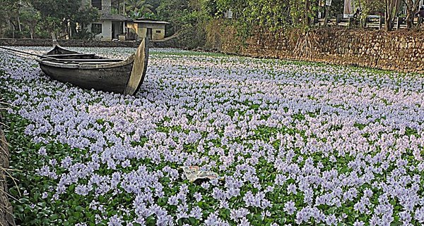 I Had a Dream About Water Hyacinth